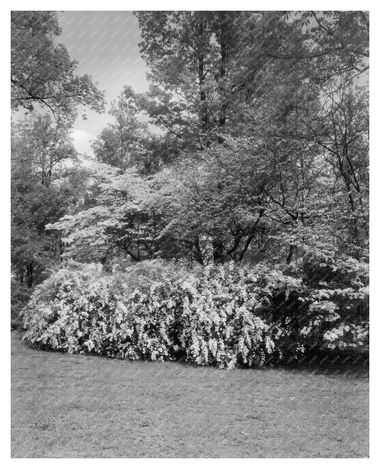 Gordonsville VA Estate Garden Photo, Early 20th Century