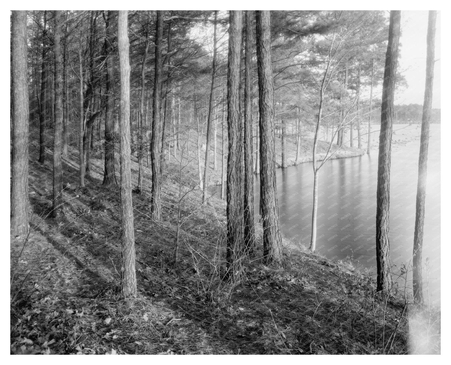 Vintage Landscape of Princess Anne County, Virginia, 20th Ce