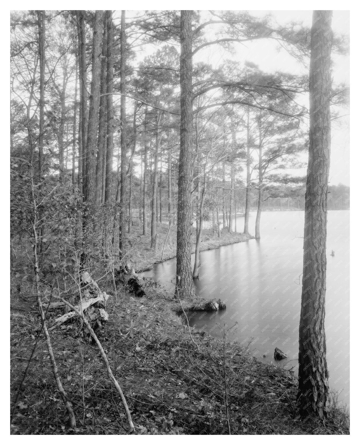 Vintage Landscape Photo, Princess Anne County, VA 1900s