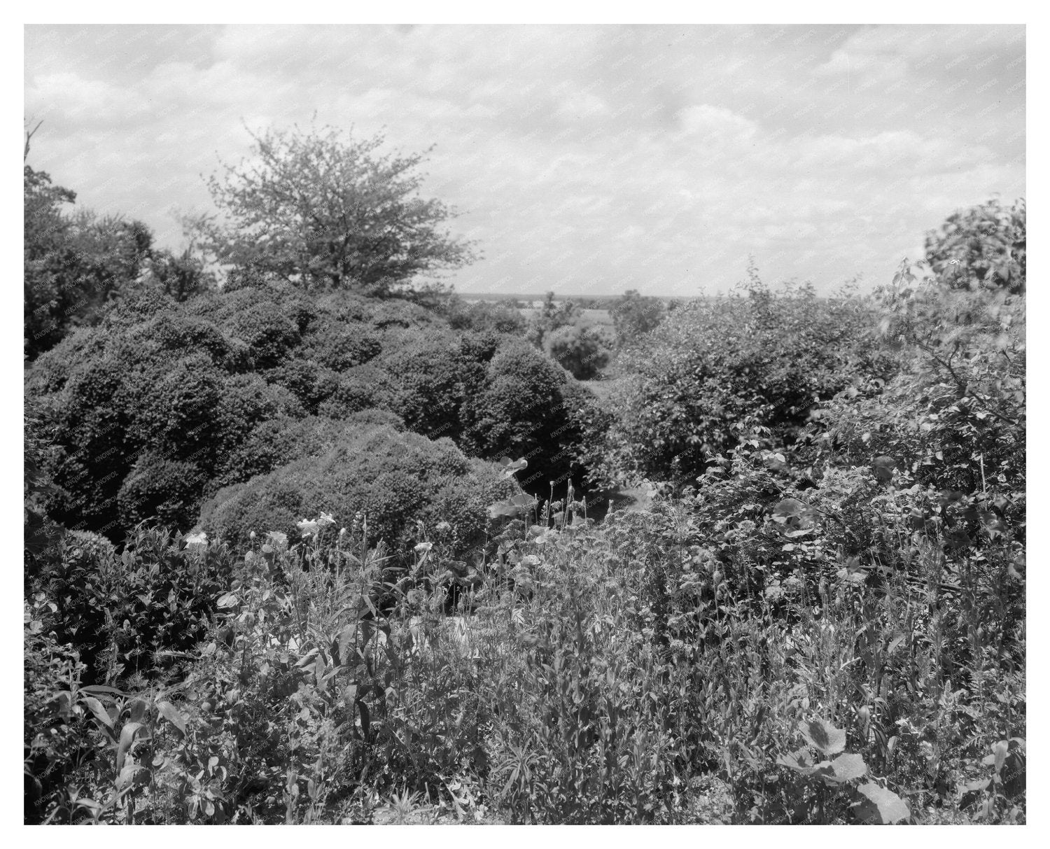 1730 Estate in Richmond County, VA: Historic Photograph