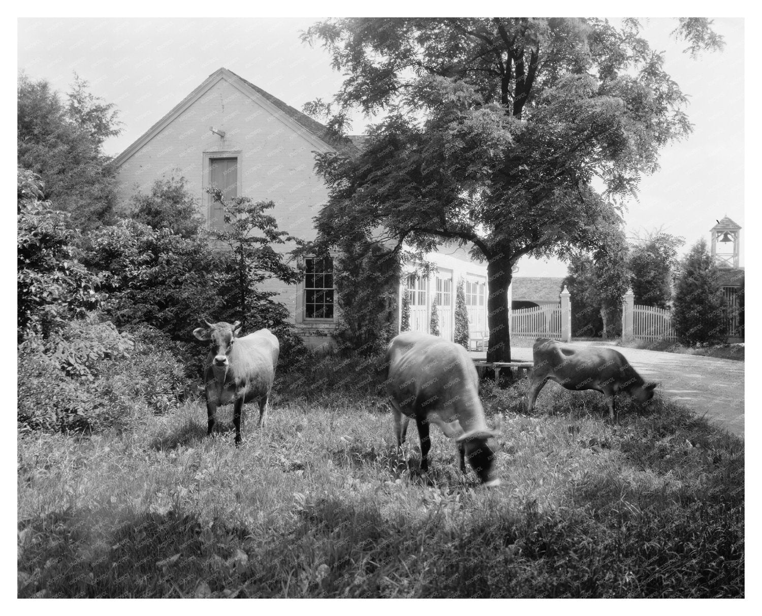 Fredericksburg, VA Vintage Photo of Chatham Estate, 1900s