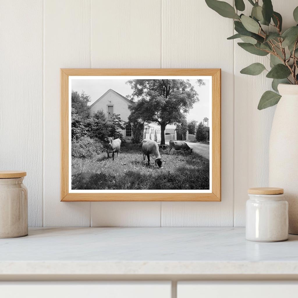 Fredericksburg, VA Vintage Photo of Chatham Estate, 1900s