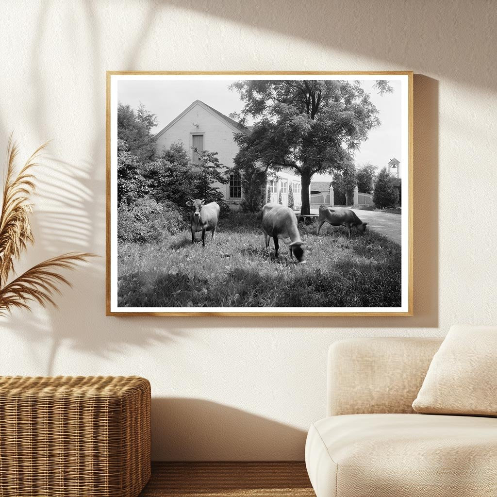 Fredericksburg, VA Vintage Photo of Chatham Estate, 1900s