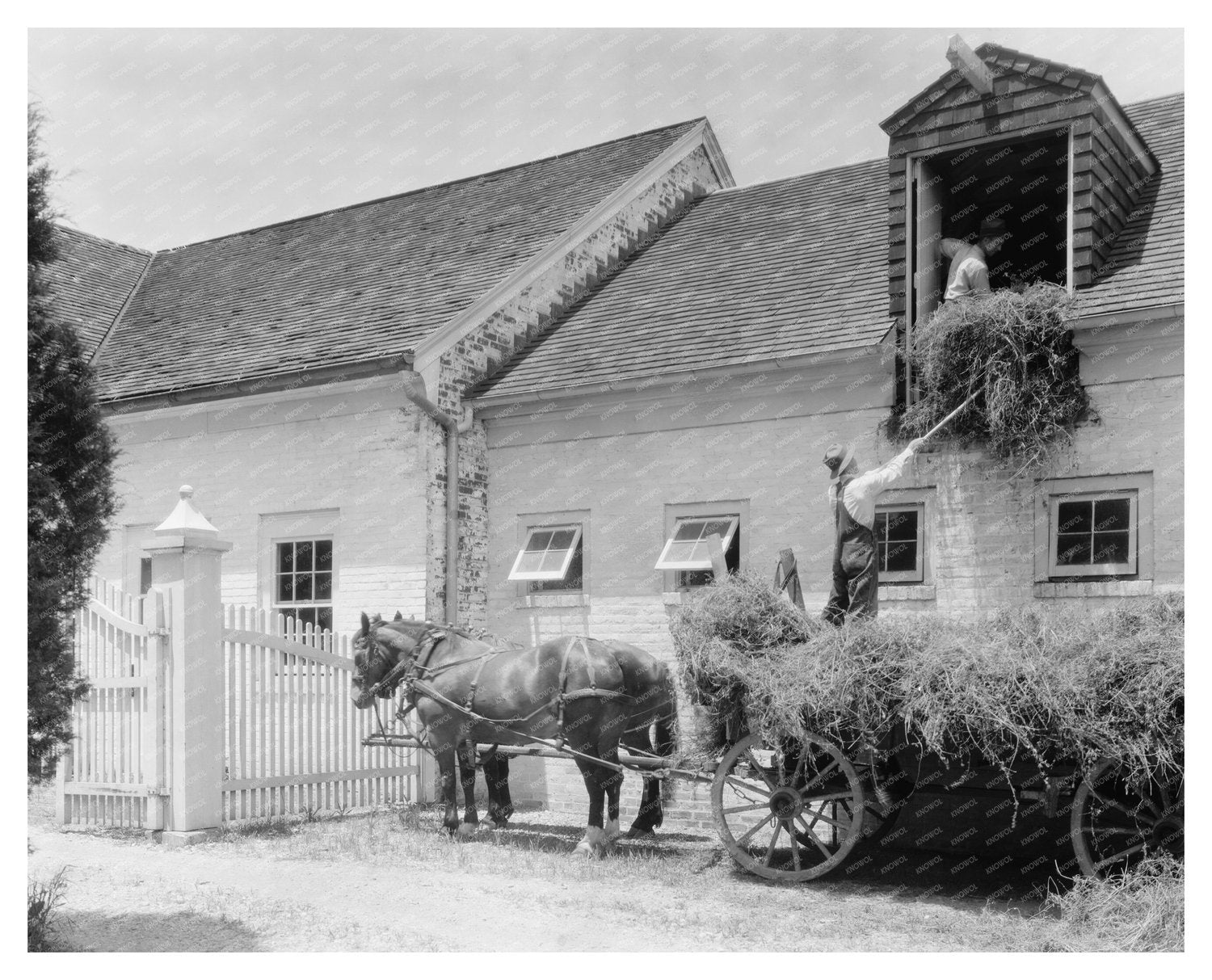 Horses and Hay Wagon in Fredericksburg, VA 1900s