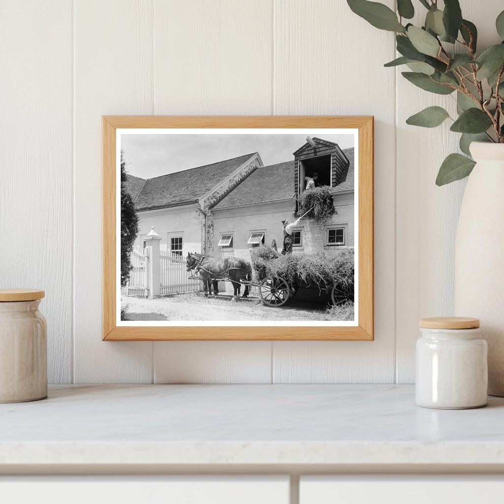 Horses and Hay Wagon in Fredericksburg, VA 1900s