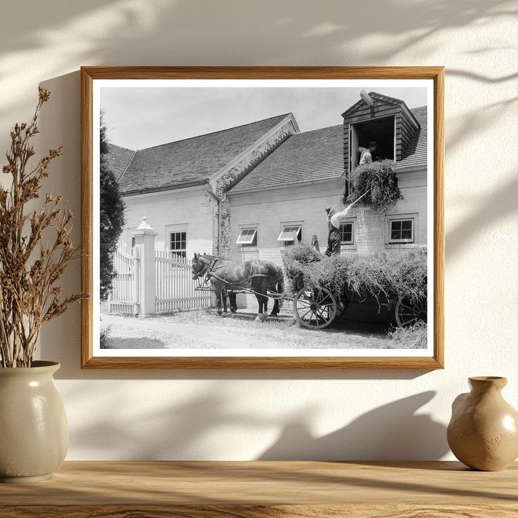 Horses and Hay Wagon in Fredericksburg, VA 1900s