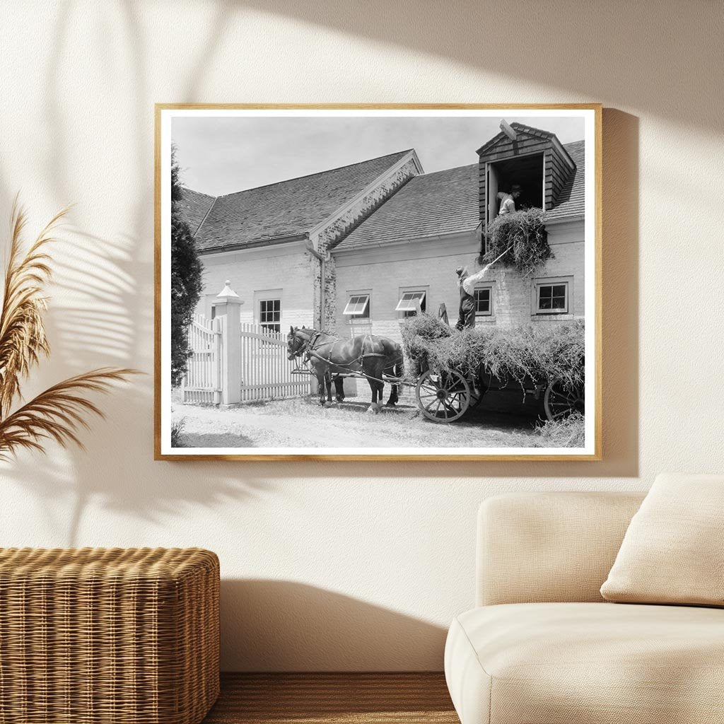 Horses and Hay Wagon in Fredericksburg, VA 1900s