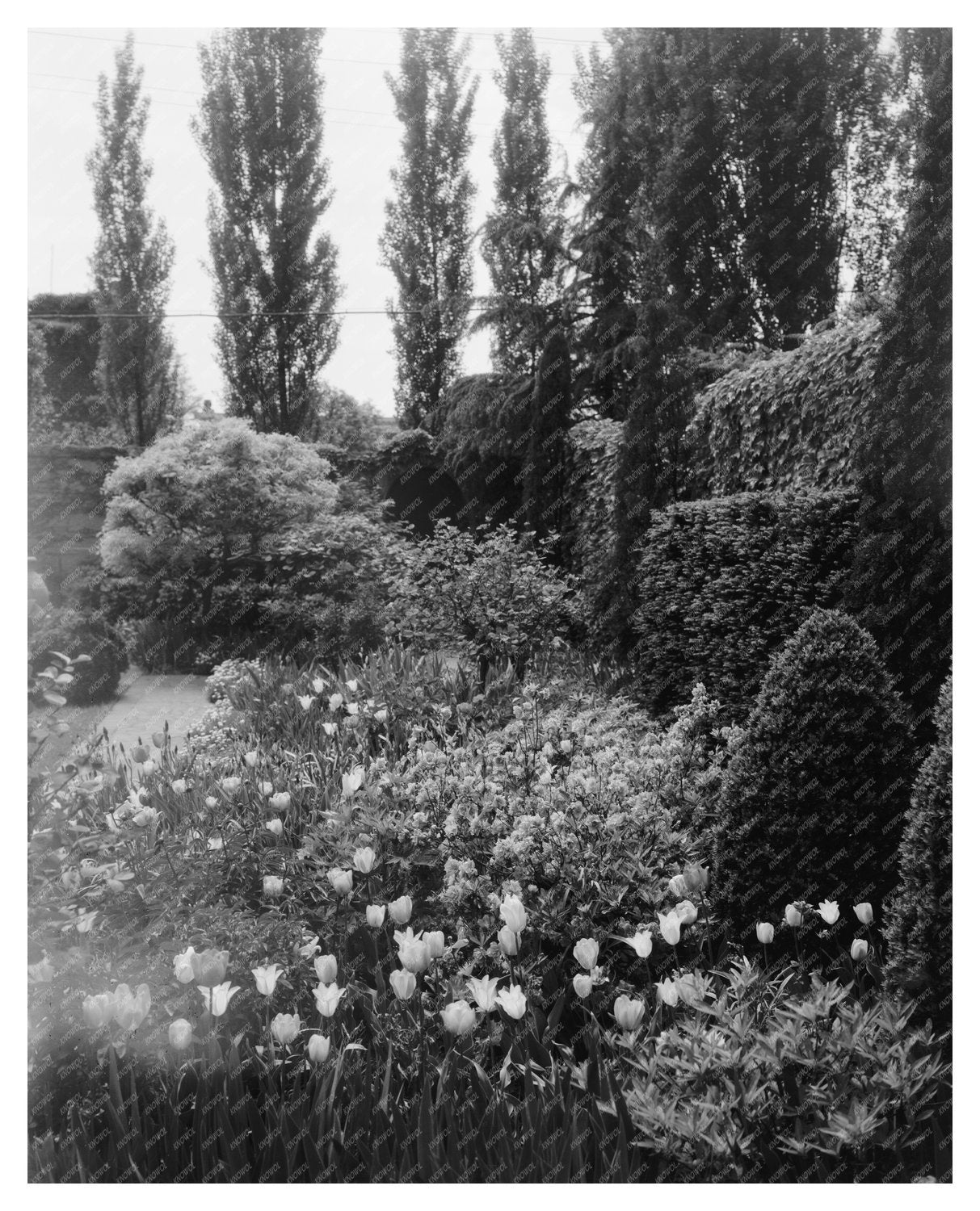 Vintage Garden Scene, Richmond VA 20th Century