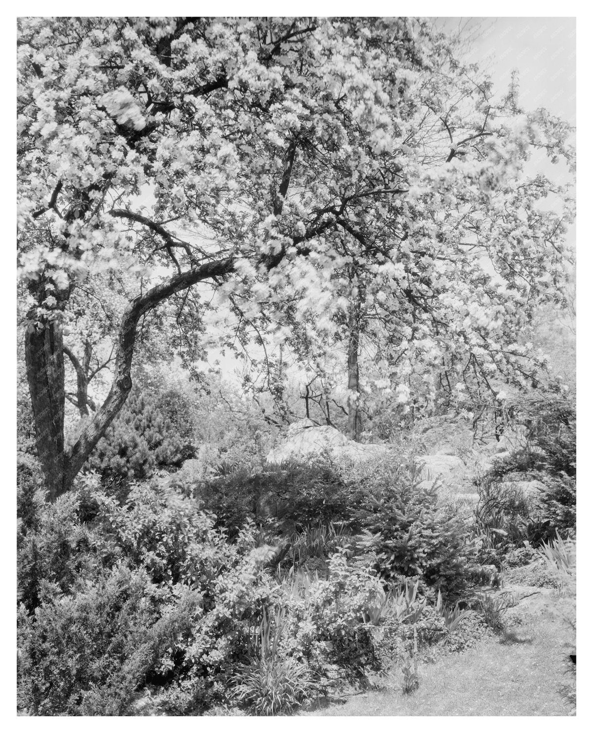 Boyce VA Garden Photograph, Early 20th Century