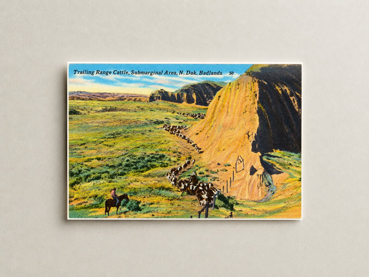 Little Badlands, ND: Trailing range cattle, submarginal area, N. Dak. Badlands
