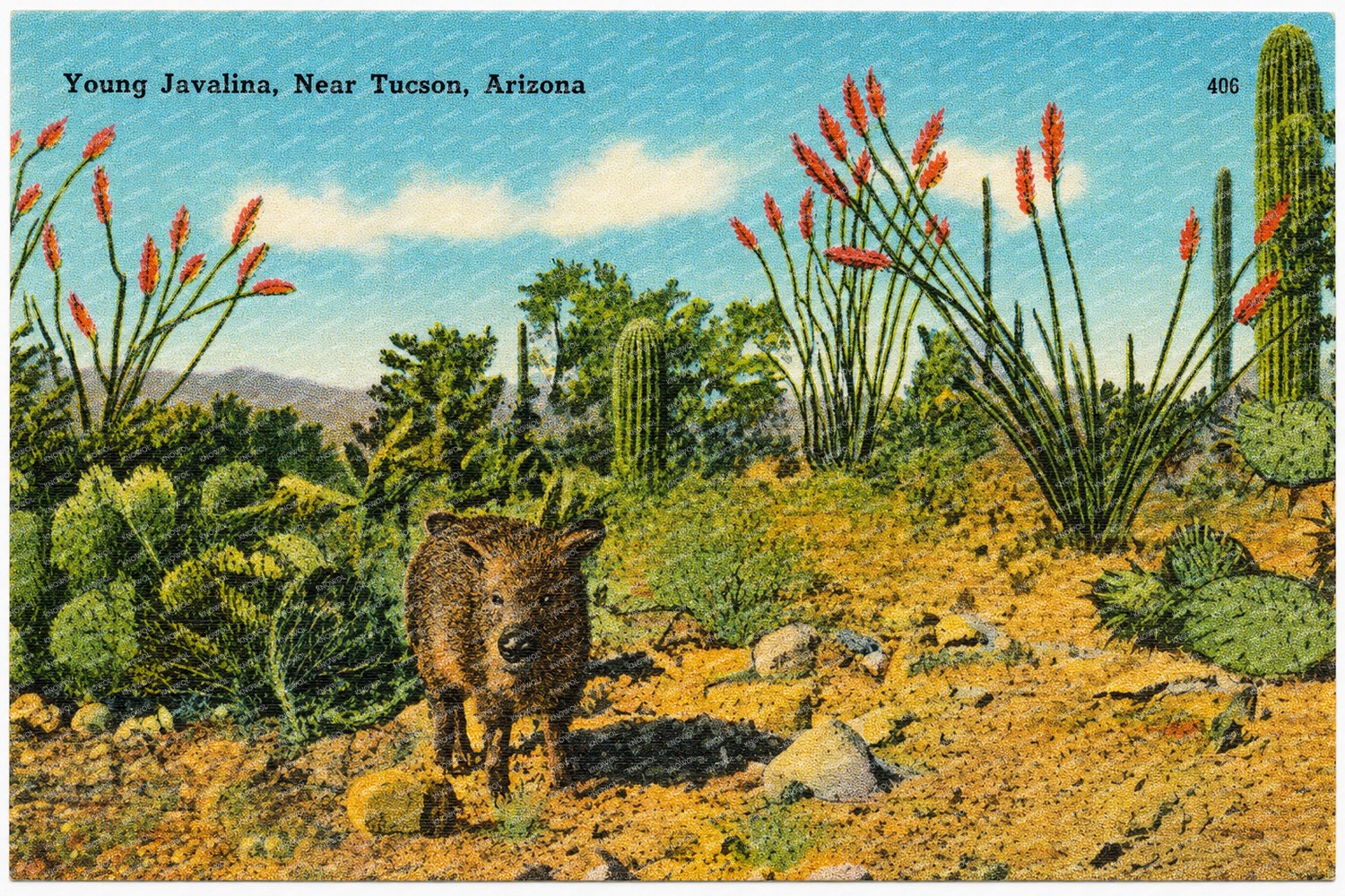 Tucson, AZ: Young Javelina, near Tucson