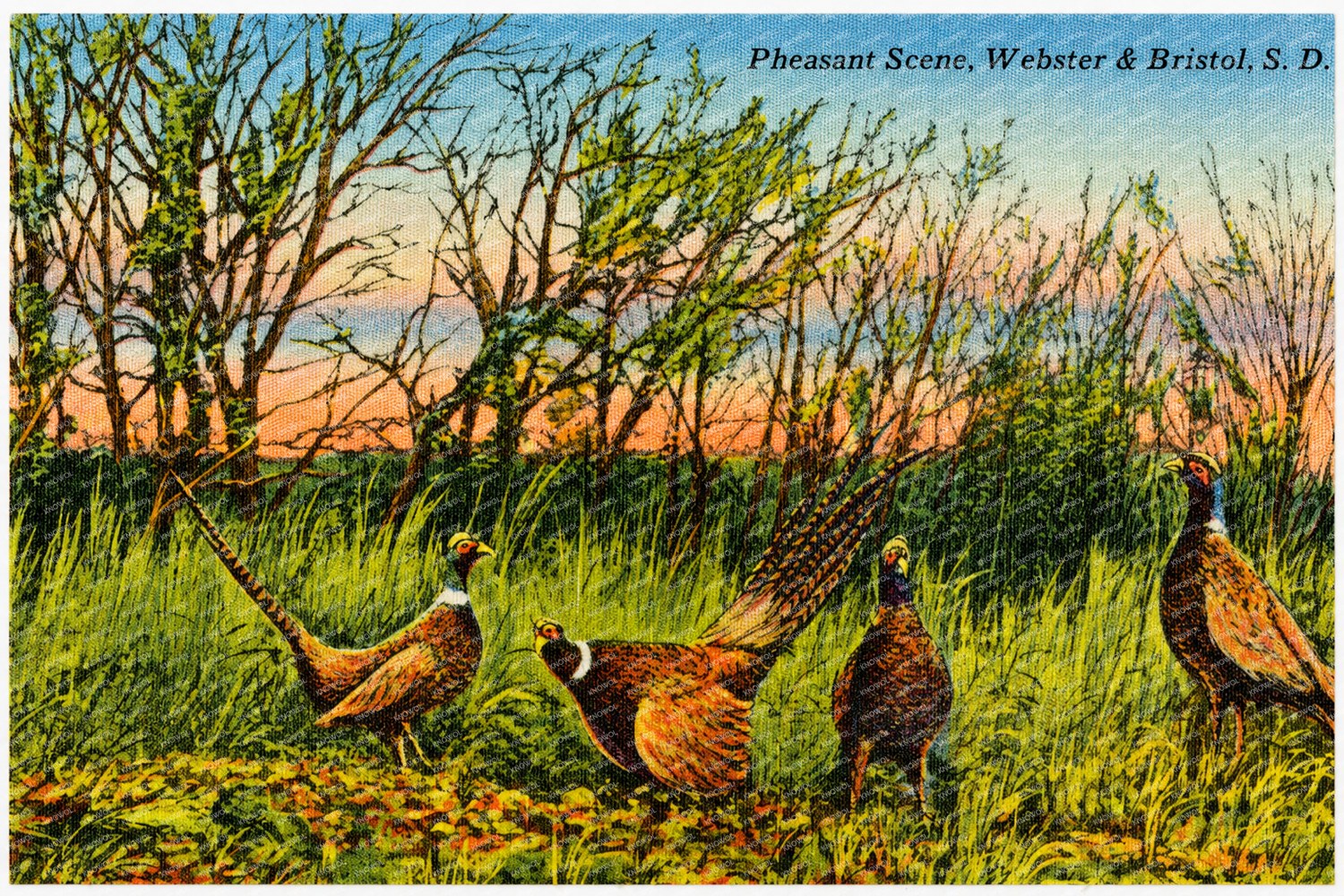 Bristol, SD: Pheasant Scene, Webster & Bristol