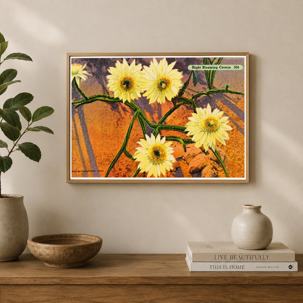 Tucson, AZ: Night Blooming Cereus
