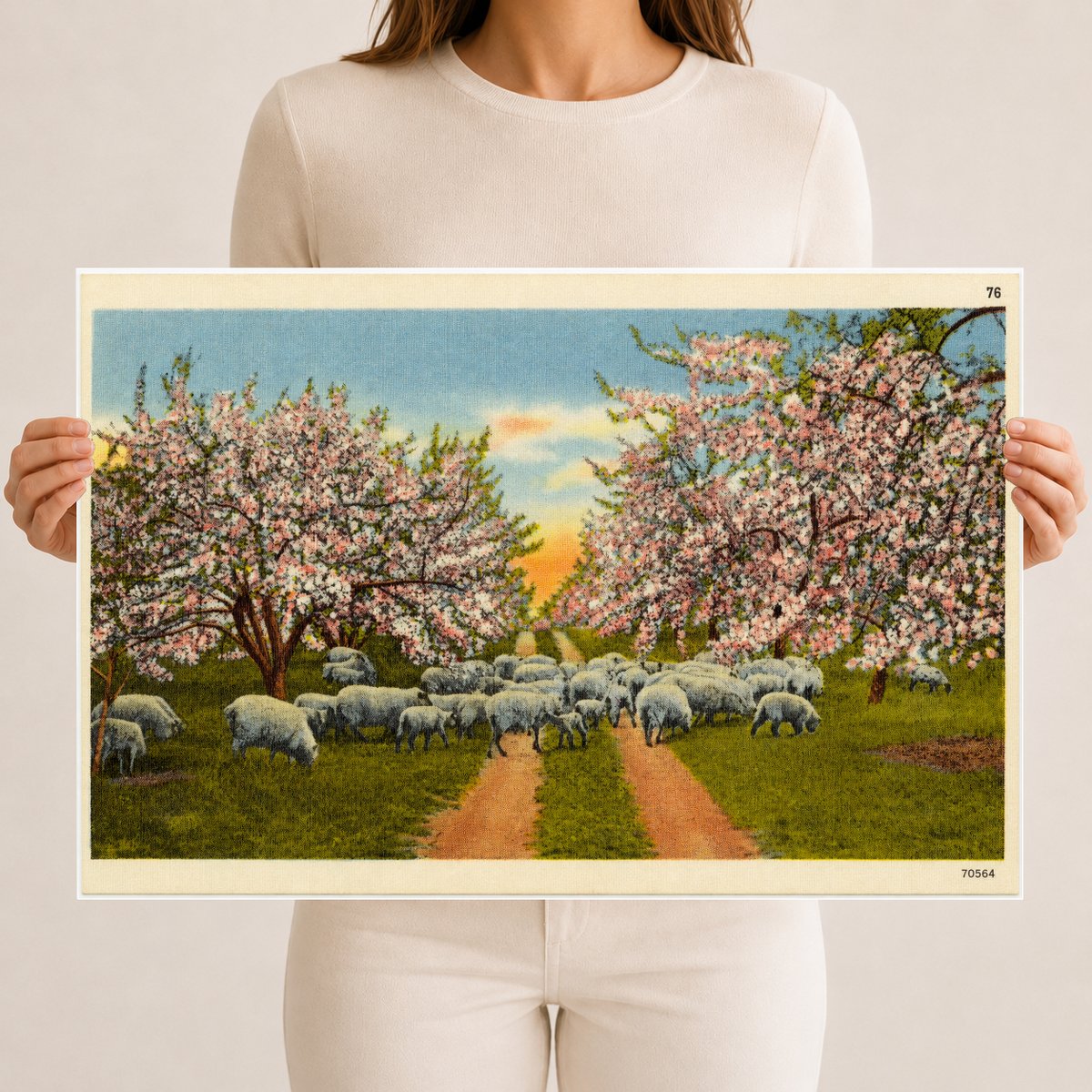 Apple blossom time, scene like this make this section a veritable fairyland for weeks in the spring time. — Vintage Maryland Postcard