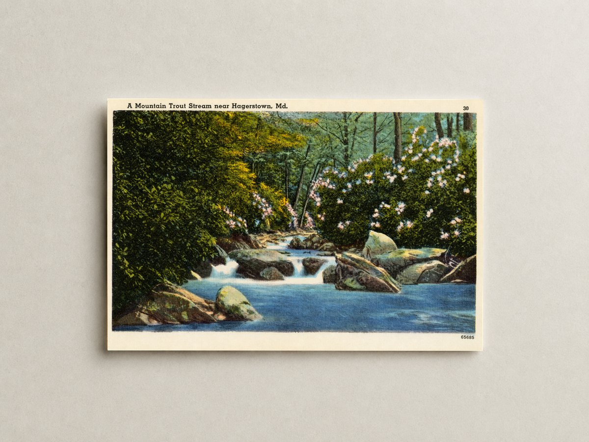 A mountain trout stream near Hagerstown, MD — Vintage Maryland Postcard