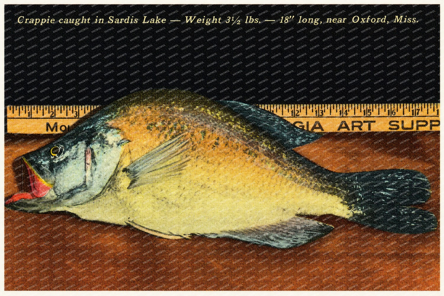 Sardis Lake, MS: Crappie caught in Sardis Lake -- Weight 3 1/2 lbs. -- 18" long, near Oxford