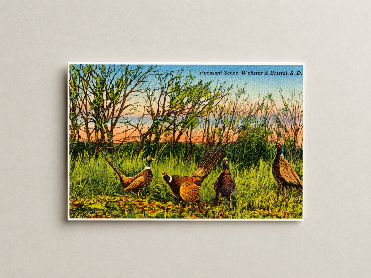 Bristol, SD: Pheasant Scene, Webster & Bristol