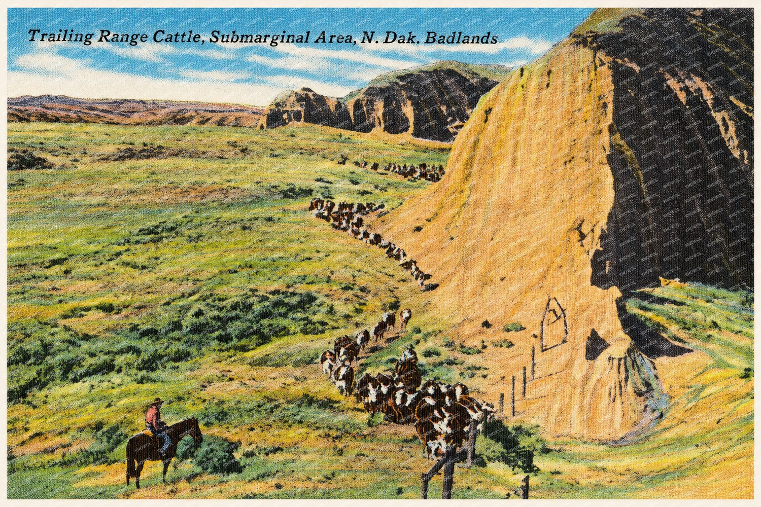 Little Badlands, ND: Trailing range cattle, submarginal area, N. Dak. Badlands