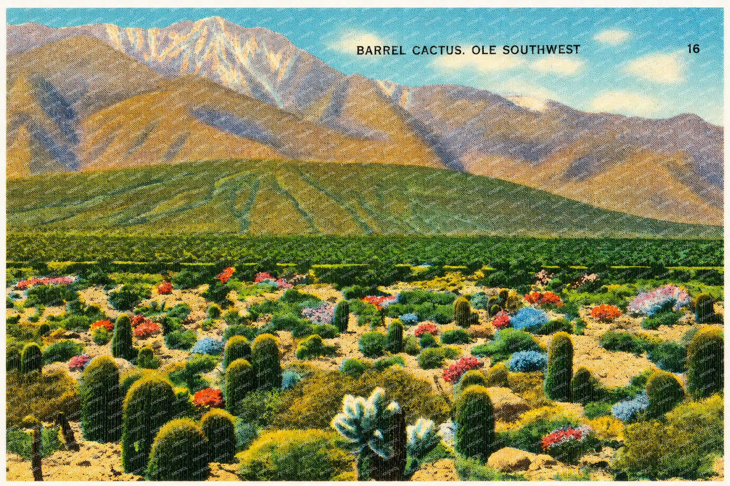 Southwest, AZ: Barrel cactus. Ole Southwest