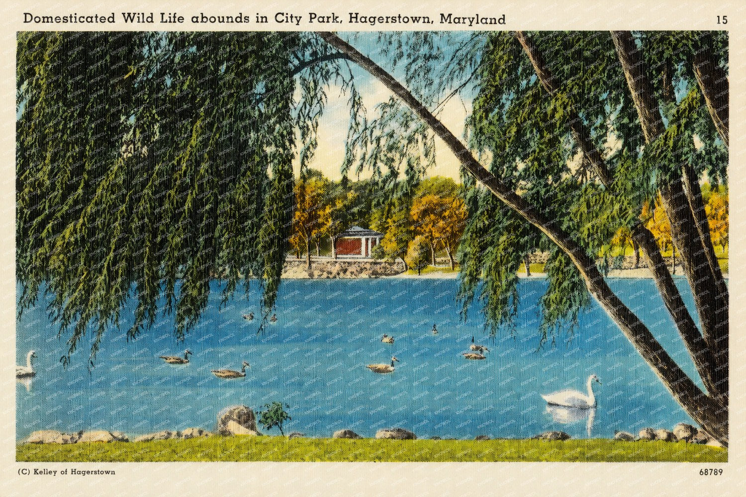 Domesticated wild life abounds in City Park, Hagerstown, Maryland — Vintage Maryland Postcard