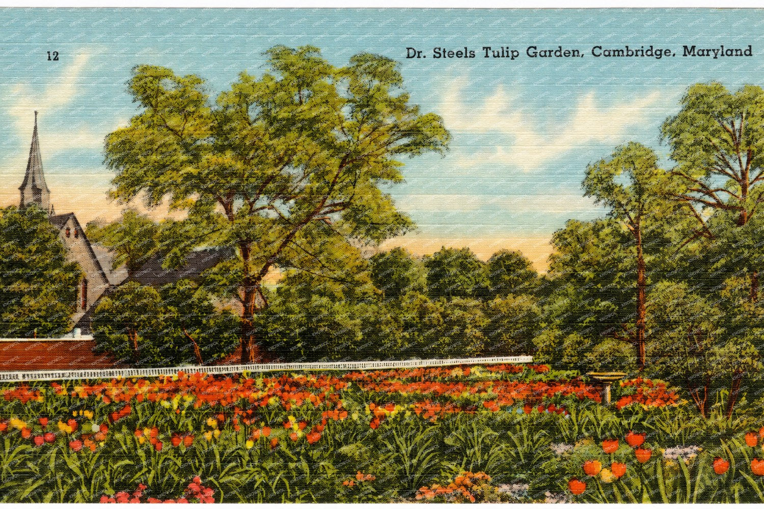 Dr. Steels Tulip Garden, Cambridge, Maryland — Vintage Maryland Postcard