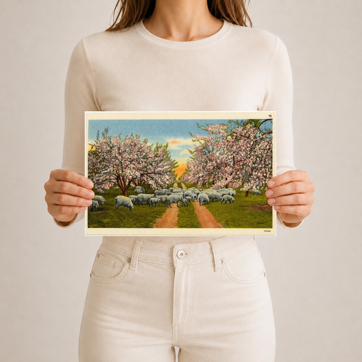Apple blossom time, scene like this make this section a veritable fairyland for weeks in the spring time. — Vintage Maryland Postcard