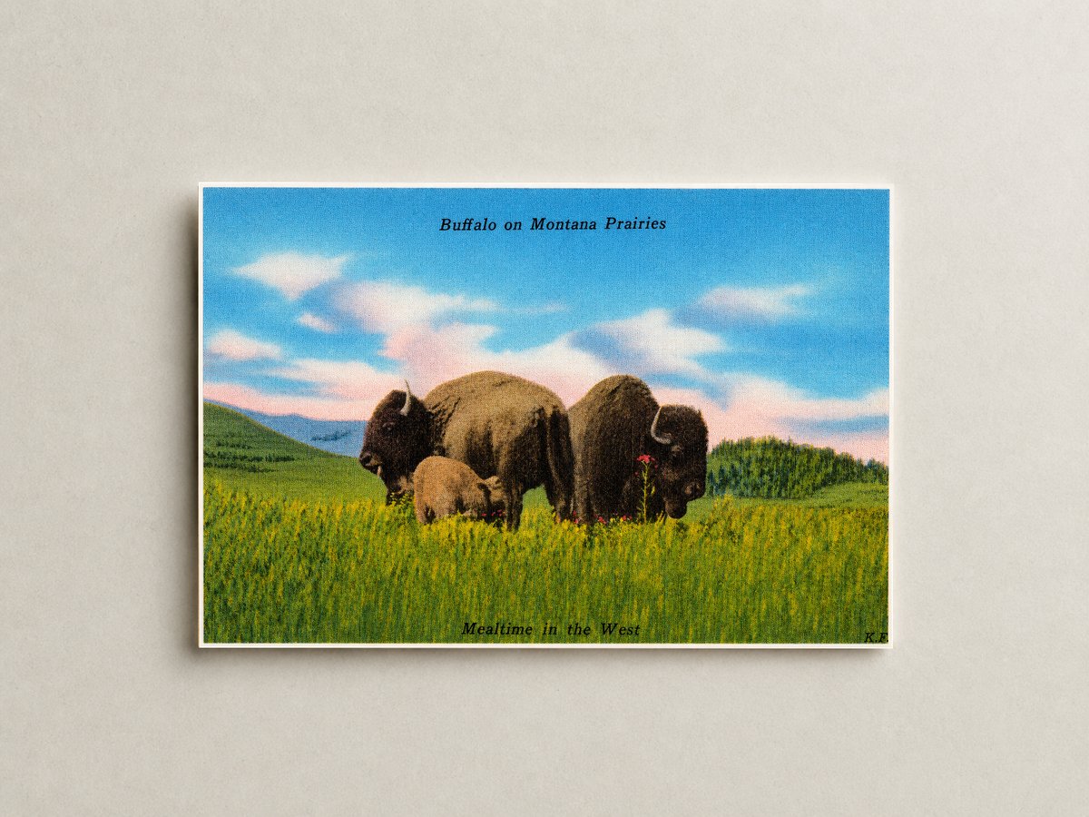 MT: Buffalo on Montana Prairies