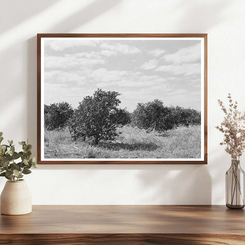 Abandoned Citrus Grove Weslaco Texas February 1939 - Available at KNOWOL