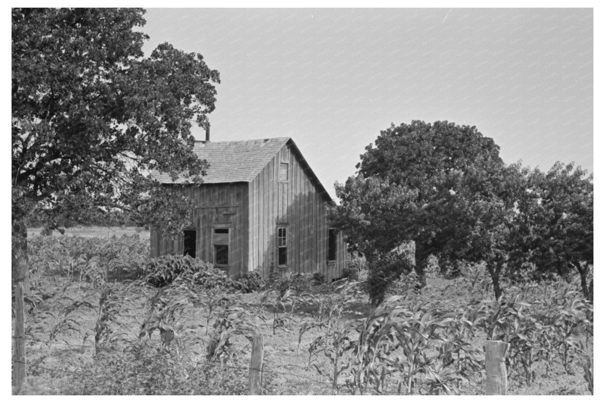 Abandoned House and Corn Field McIntosh County 1939 - Available at KNOWOL