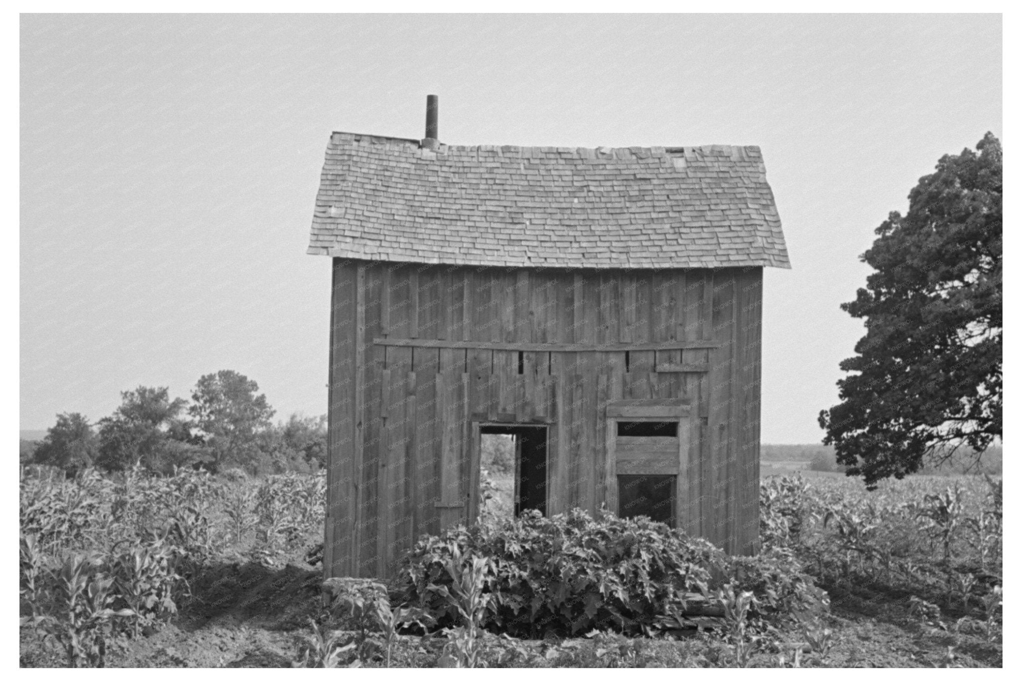 Abandoned House in Cornfield McIntosh County 1939 - Available at KNOWOL