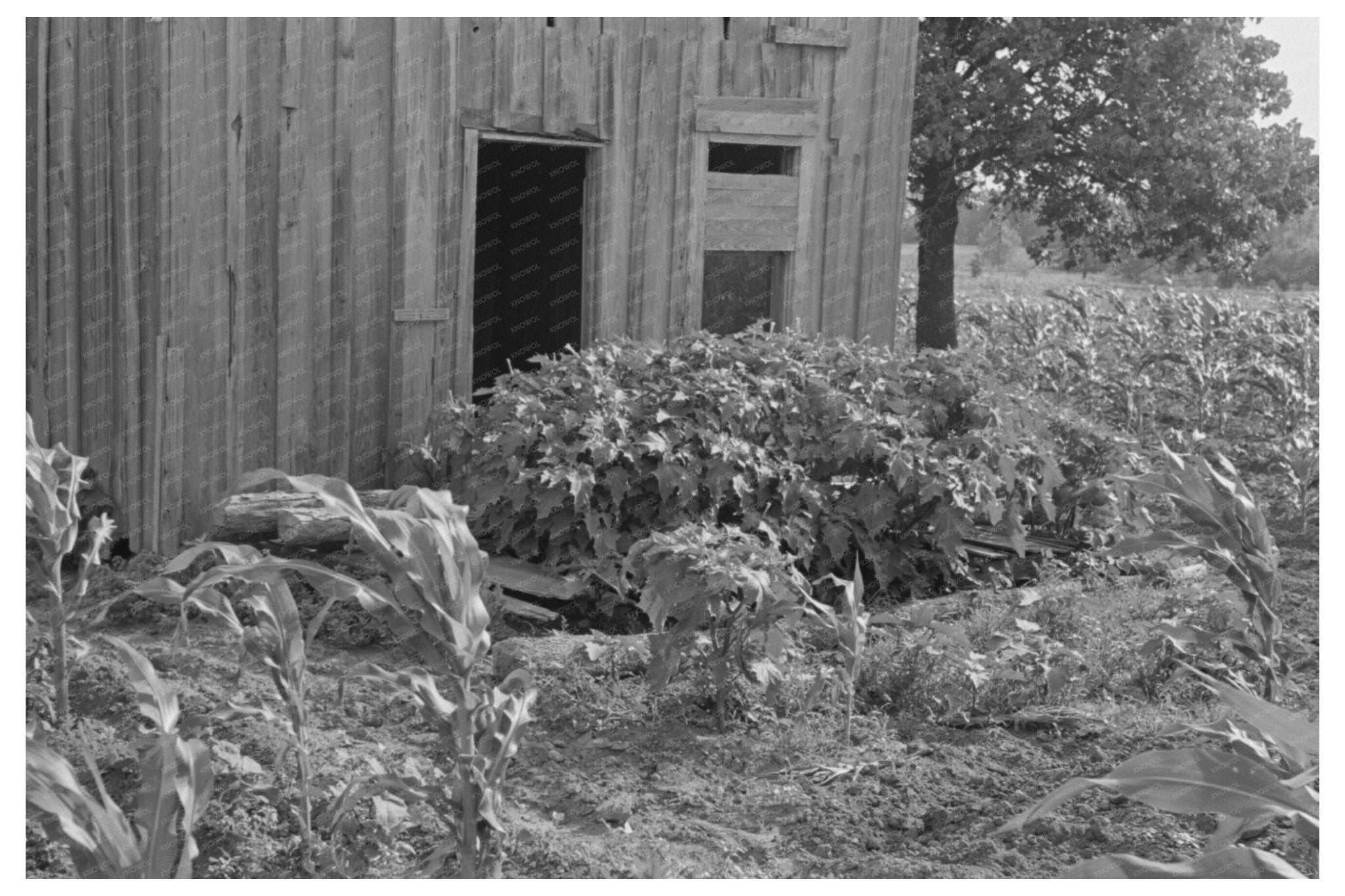 Abandoned House in McIntosh County Oklahoma 1939 - Available at KNOWOL