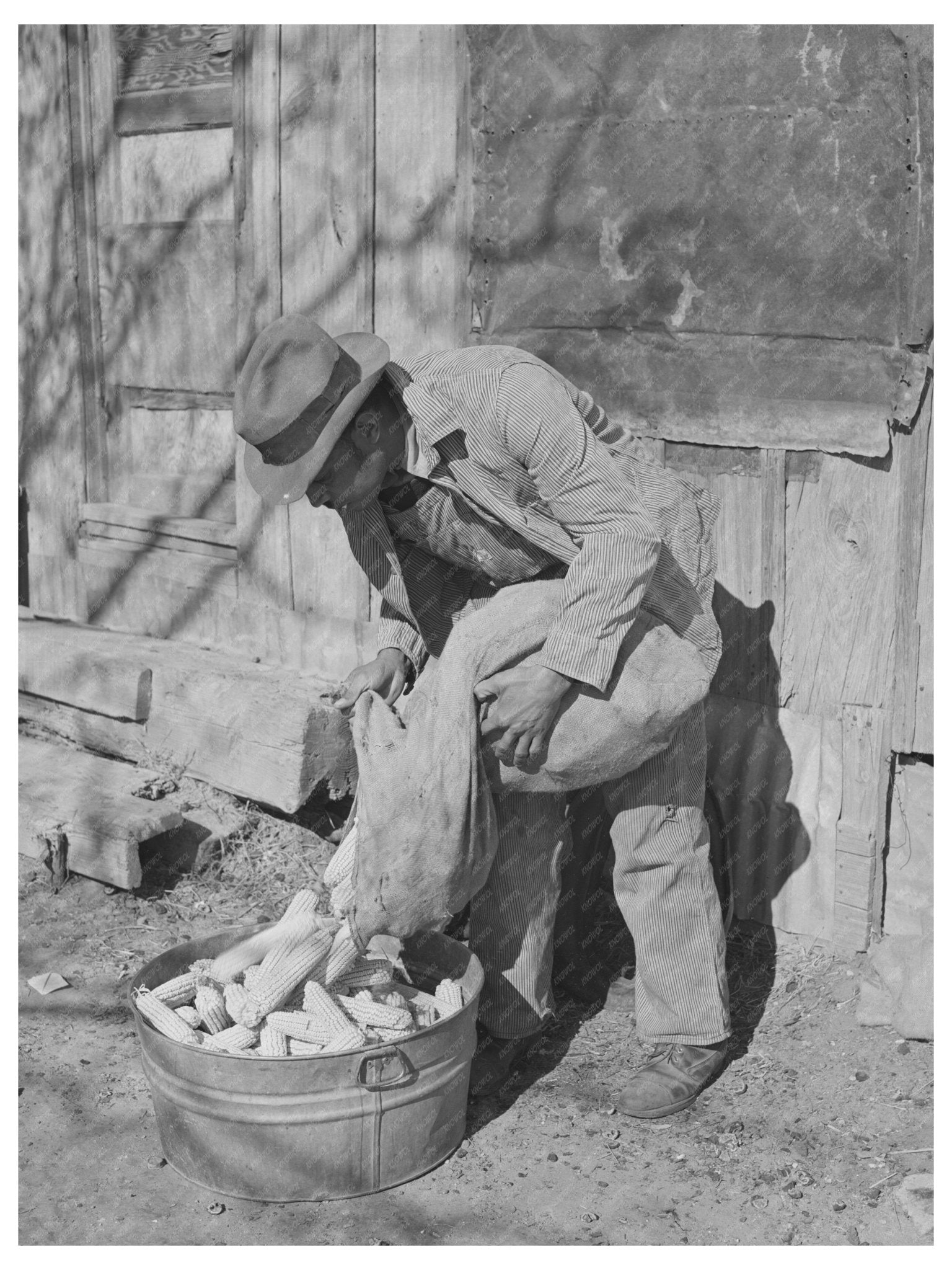 African American Tenant Farmer Selecting Seed Corn 1944 - Available at KNOWOL