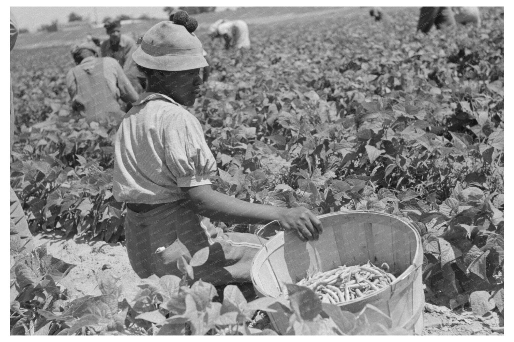 Agricultural Laborer Picking String Beans Oklahoma 1939 - Available at KNOWOL