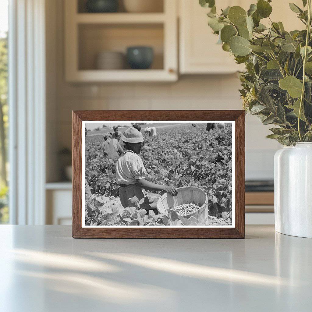 Agricultural Laborer Picking String Beans Oklahoma 1939 - Available at KNOWOL