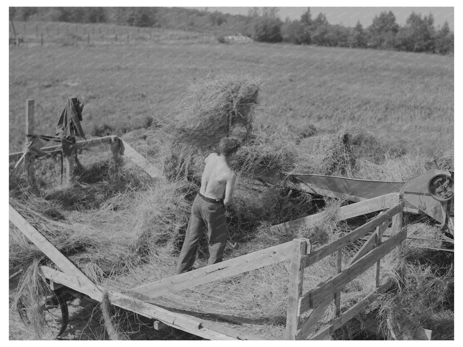 Alfalfa Pitching in Minnesota September 1937 - Available at KNOWOL