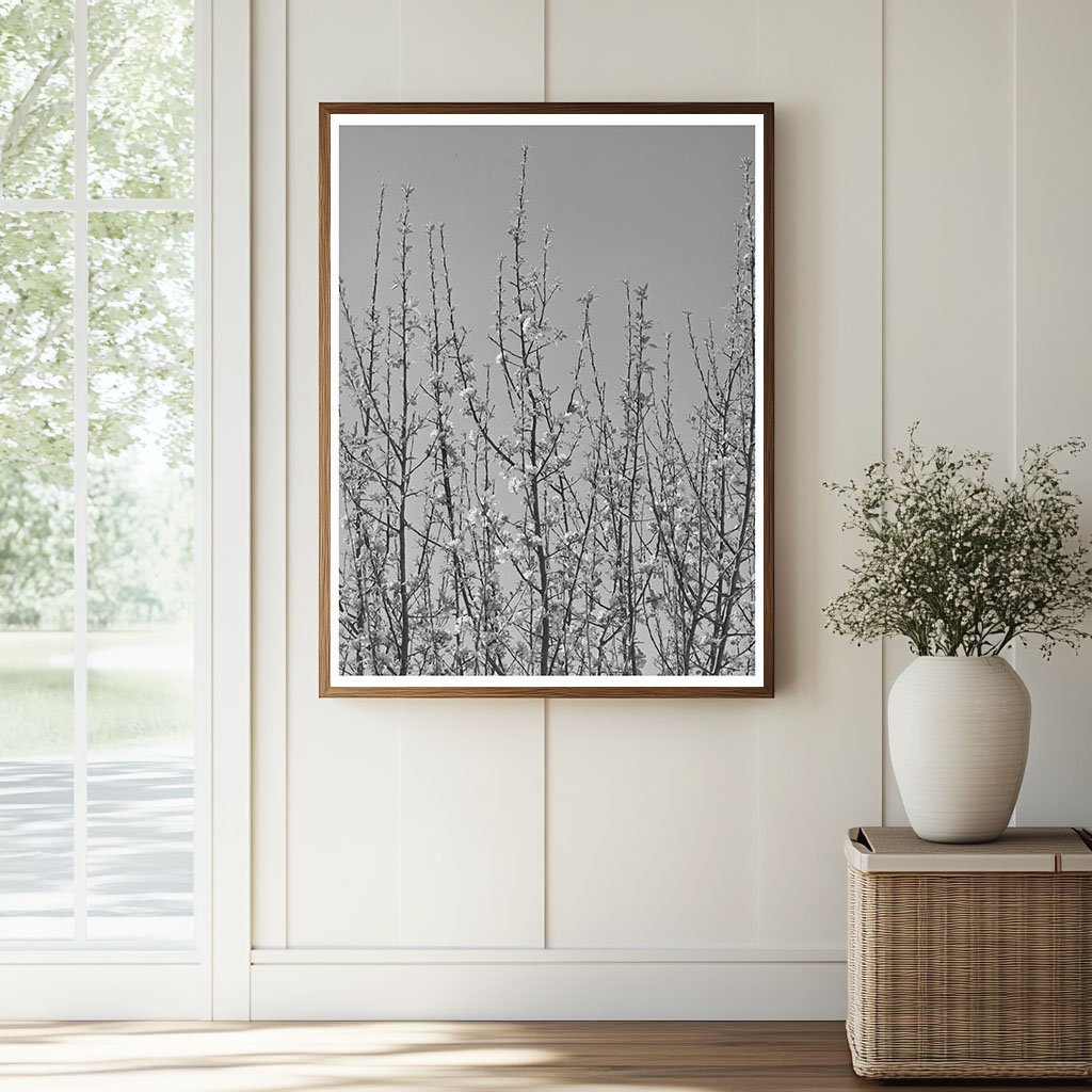 Apple Blossoms in New Mexico Orchard April 1940 - Available at KNOWOL
