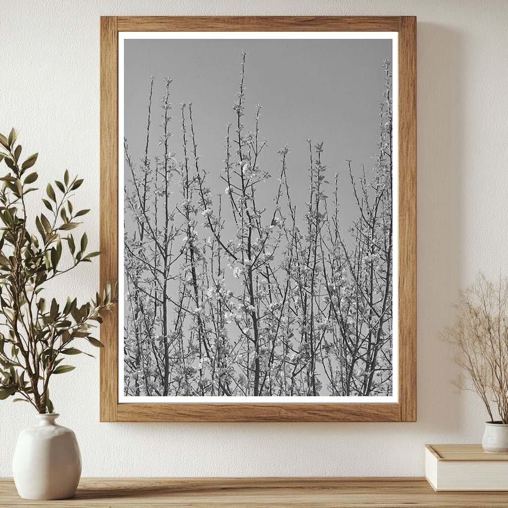 Apple Blossoms in New Mexico Orchard April 1940 - Available at KNOWOL