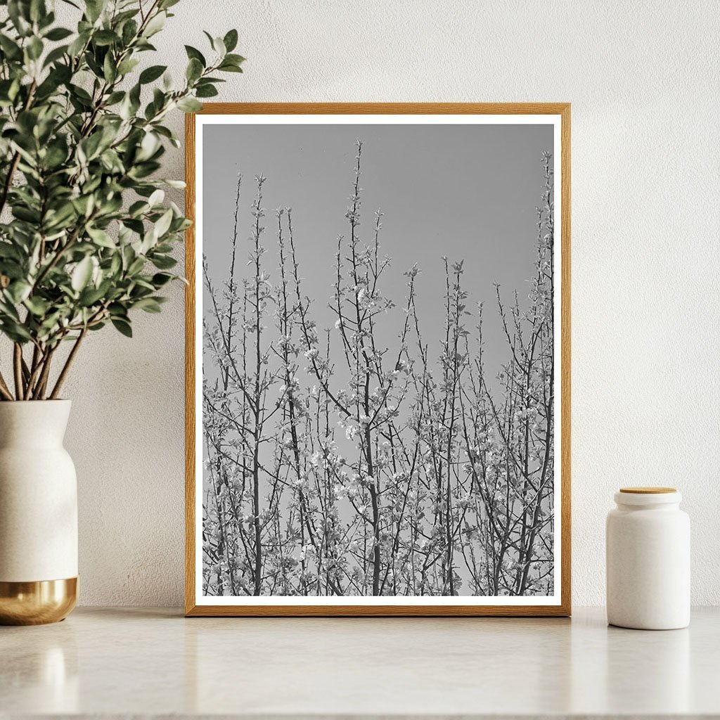 Apple Blossoms in New Mexico Orchard April 1940 - Available at KNOWOL