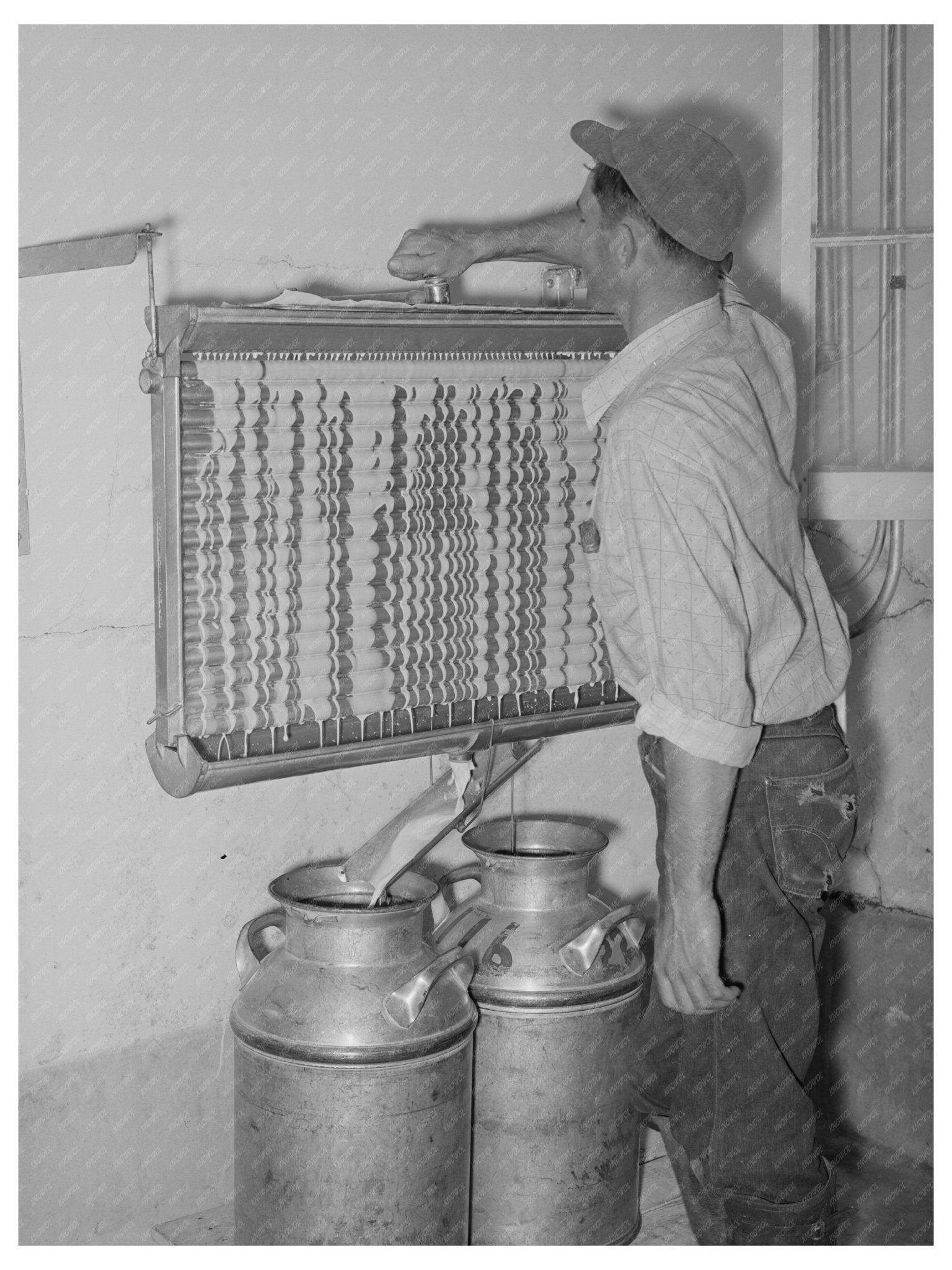 Arizona Dairy Farm Milk Cooling May 1940 Image - Available at KNOWOL