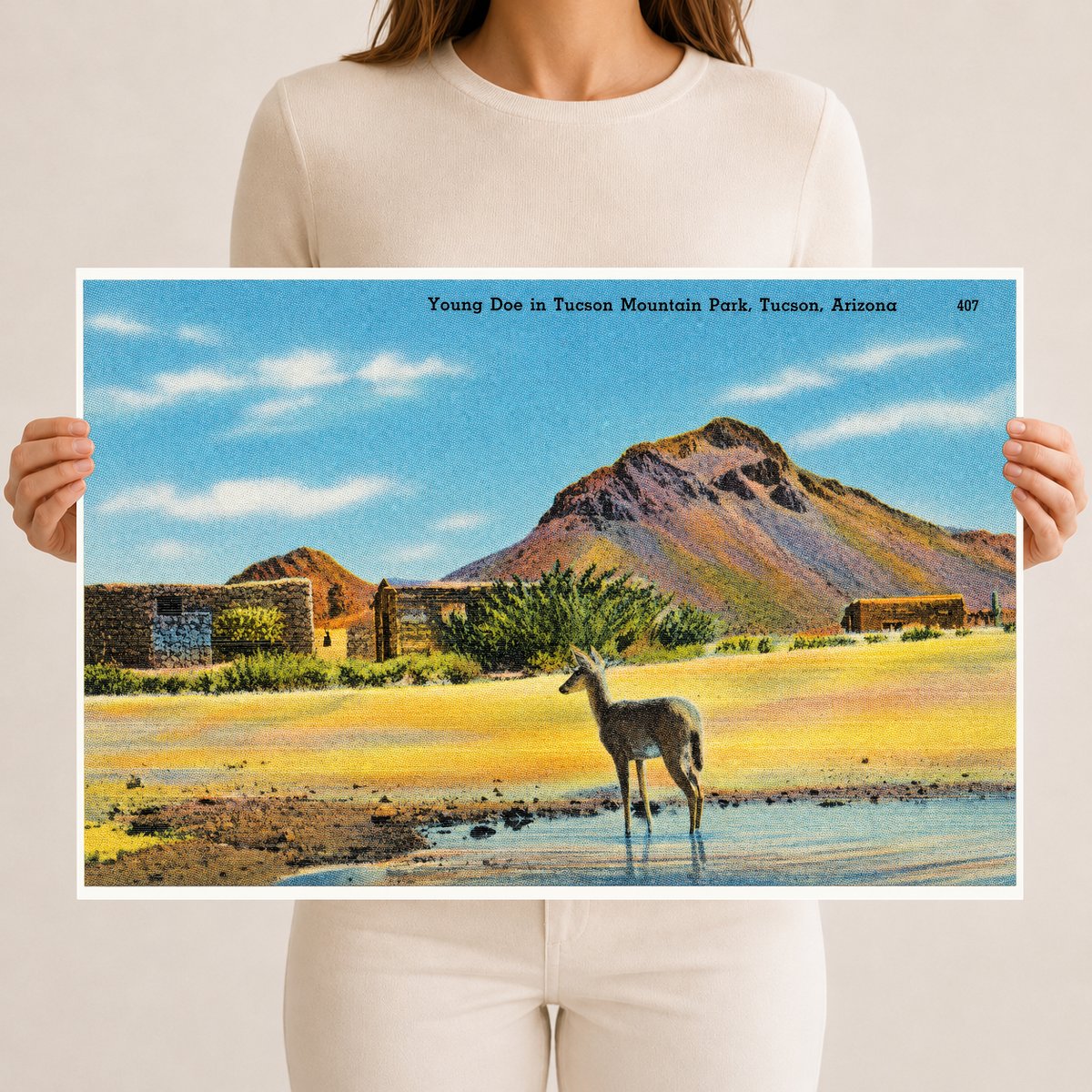 Tucson, AZ: Young Doe in Tucson Mountain Park