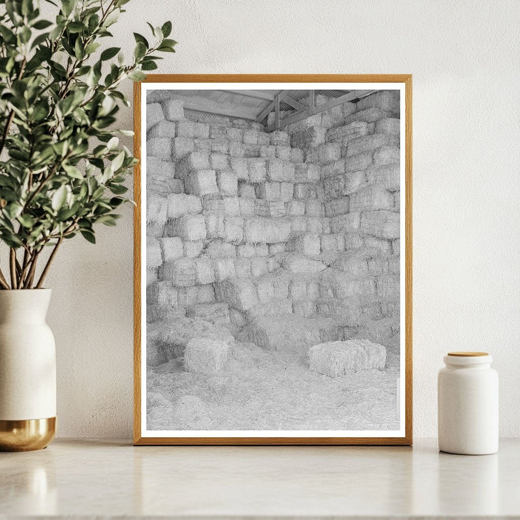 Baled Hay Storage for Cattle Feed Casa Grande Valley 1940 - Available at KNOWOL