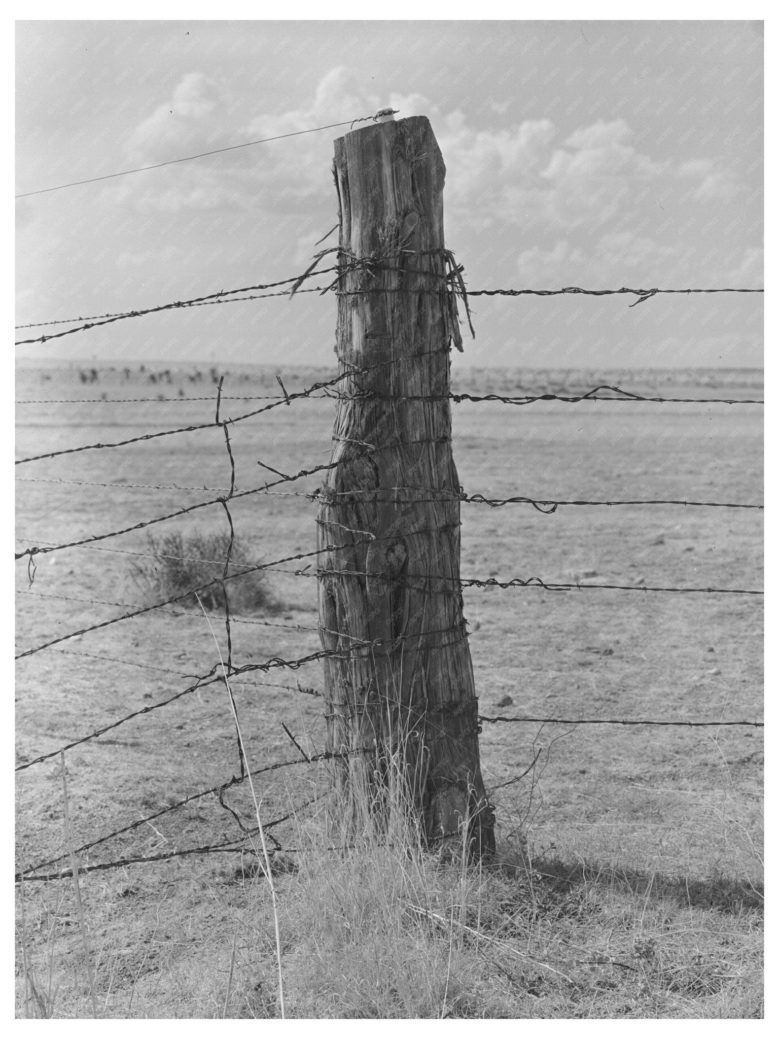 Barbed Wire Fence at Walking X Ranch Marfa Texas 1939 - Available at KNOWOL
