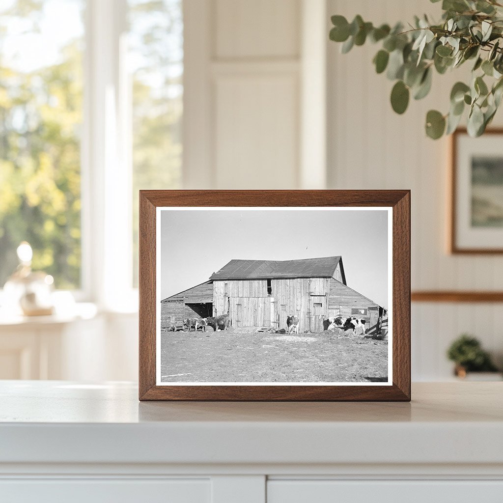 Barns and Cows on Frank Armstrongs Farm January 1937 - Available at KNOWOL