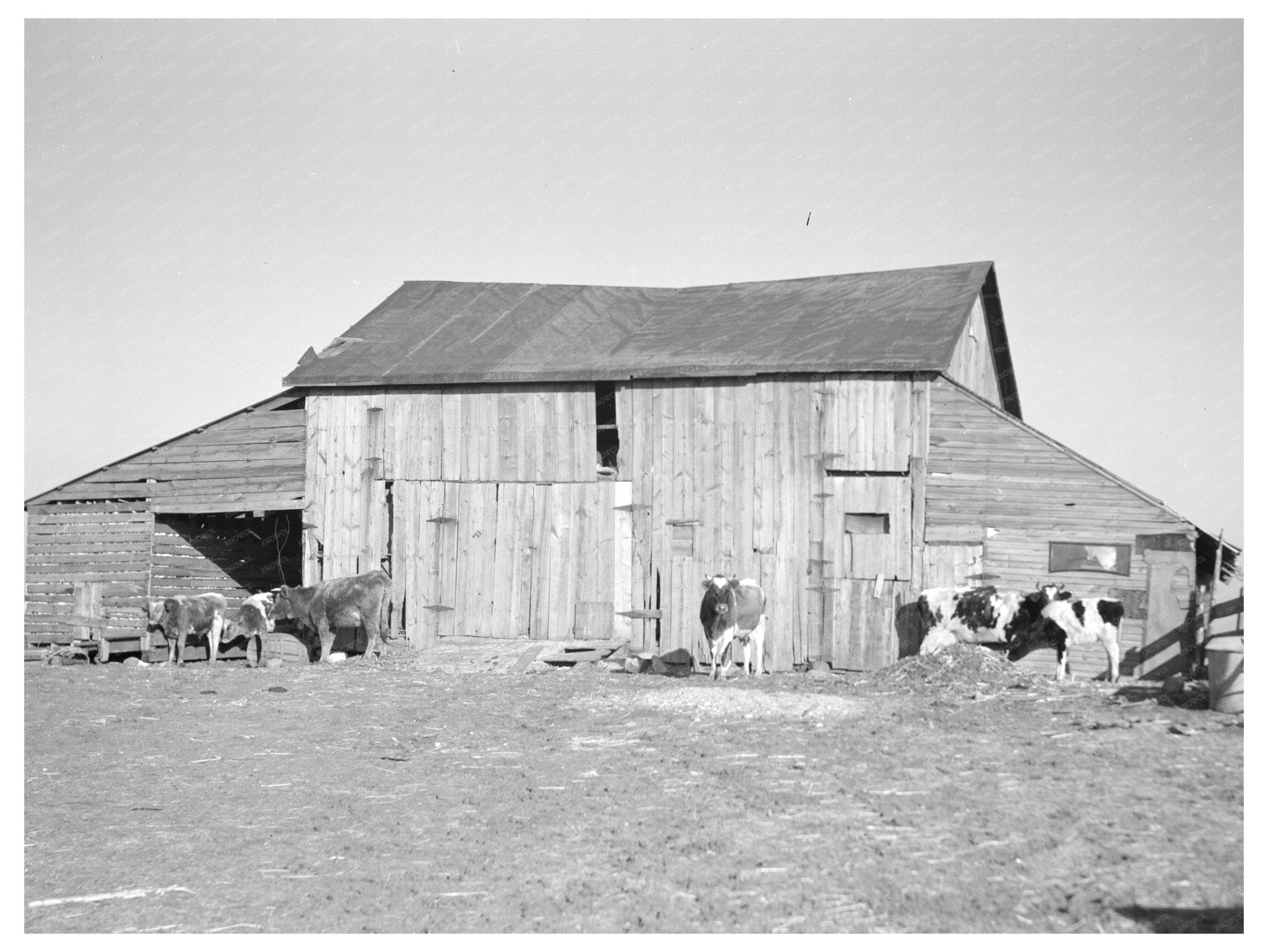 Barns and Cows on Frank Armstrongs Farm January 1937 - Available at KNOWOL