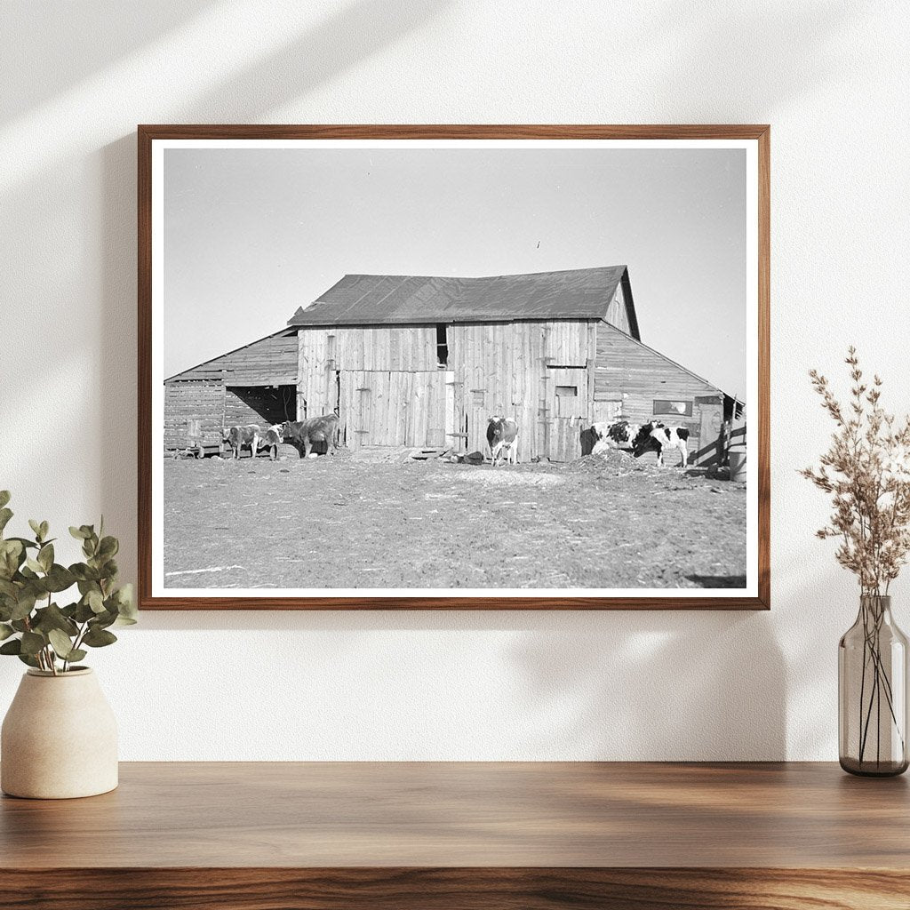 Barns and Cows on Frank Armstrongs Farm January 1937 - Available at KNOWOL