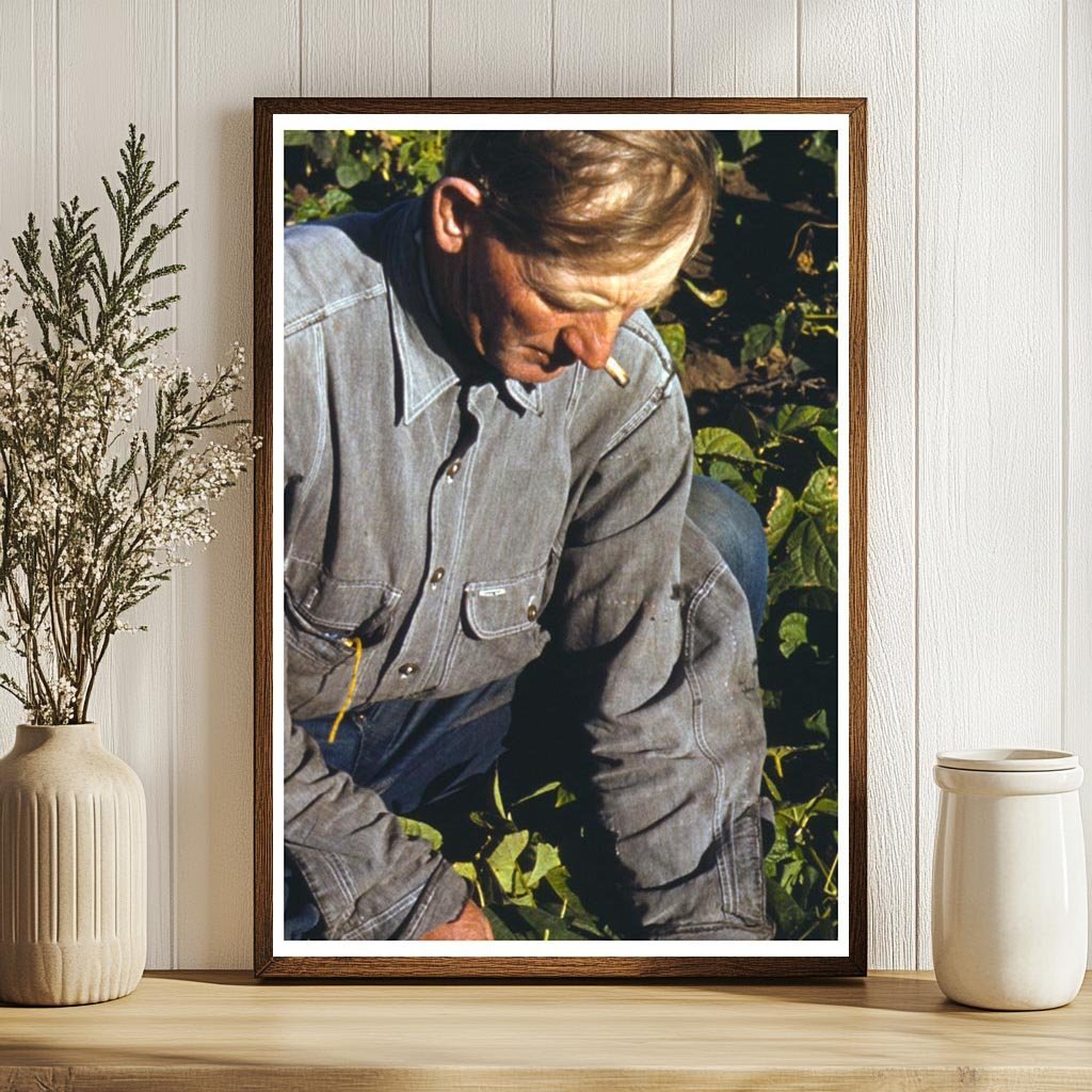 Bill Stagg Turning Bean Crop Pie Town New Mexico 1940 - Available at KNOWOL