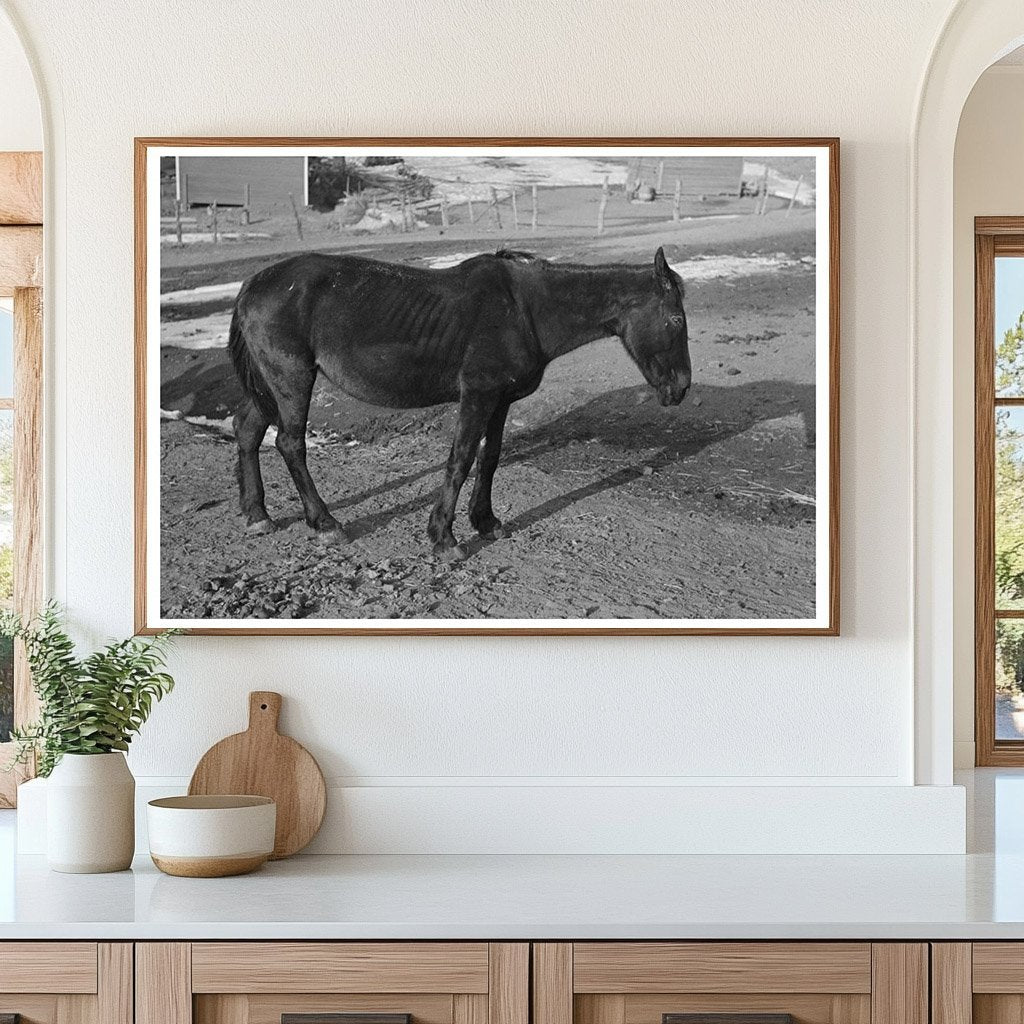 Blind Horse and Broken Windmill at Glen Cooks Farm 1936 - Available at KNOWOL