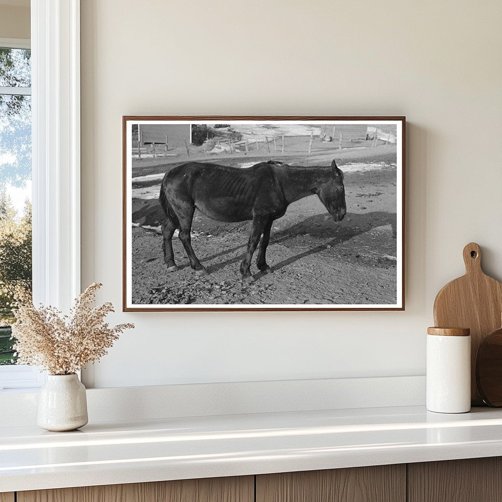 Blind Horse and Broken Windmill at Glen Cooks Farm 1936 - Available at KNOWOL