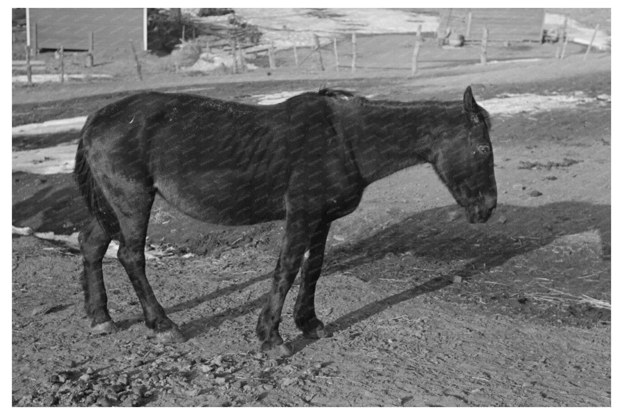 Blind Horse and Broken Windmill at Glen Cooks Farm 1936 - Available at KNOWOL