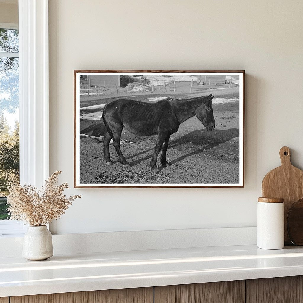Blind Horse at Broken Windmill Glen Cooks Farm 1936 - Available at KNOWOL
